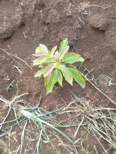 tree