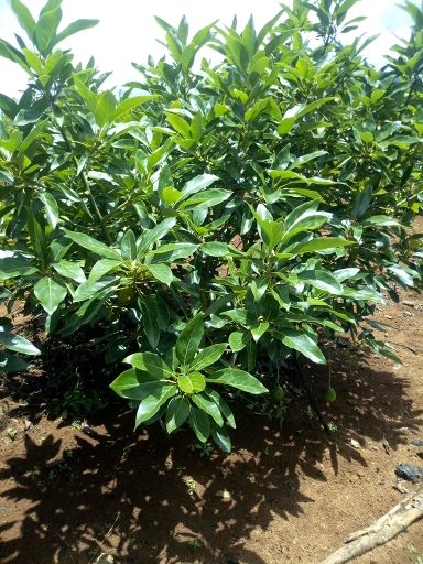 tree