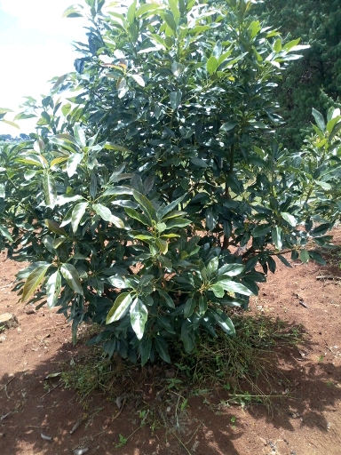 tree