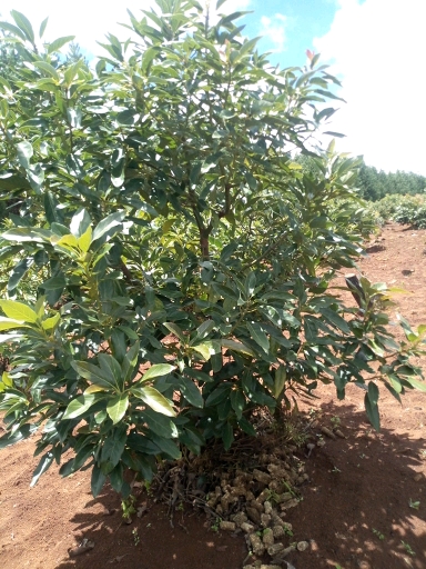tree