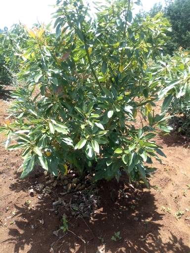 tree