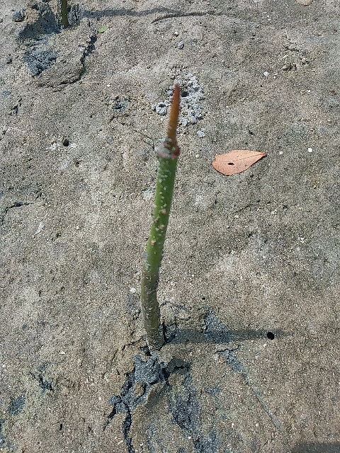 tree
