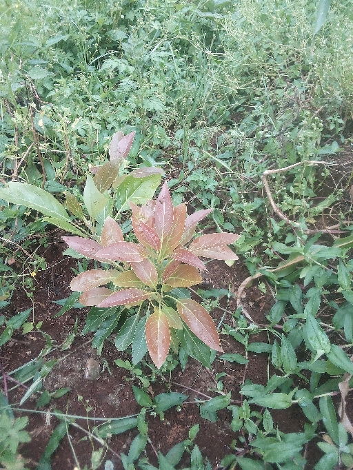 tree