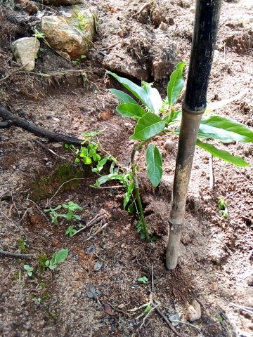 tree