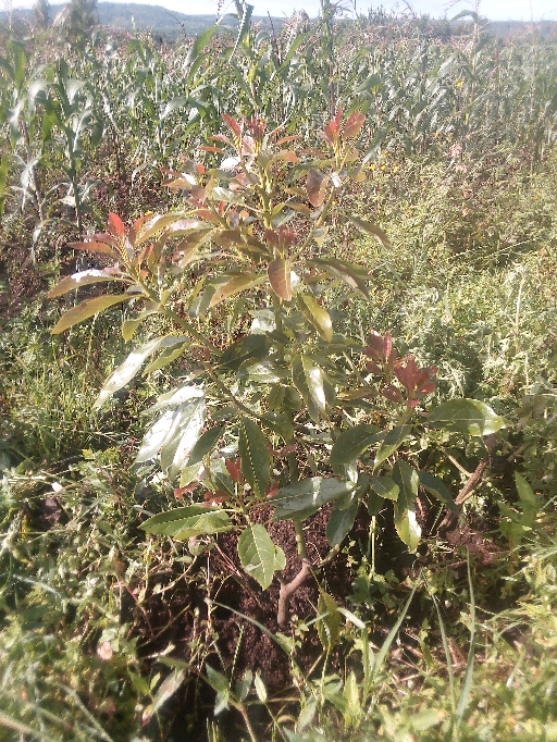 tree