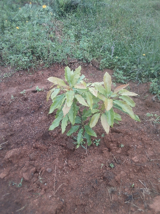 tree