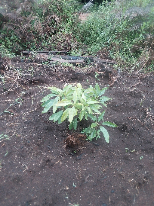 tree