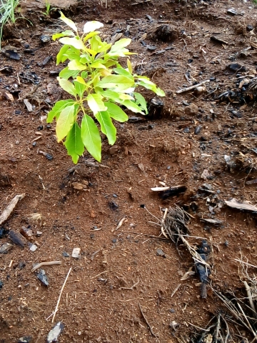 tree