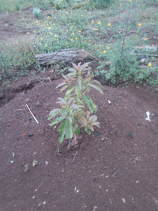 tree