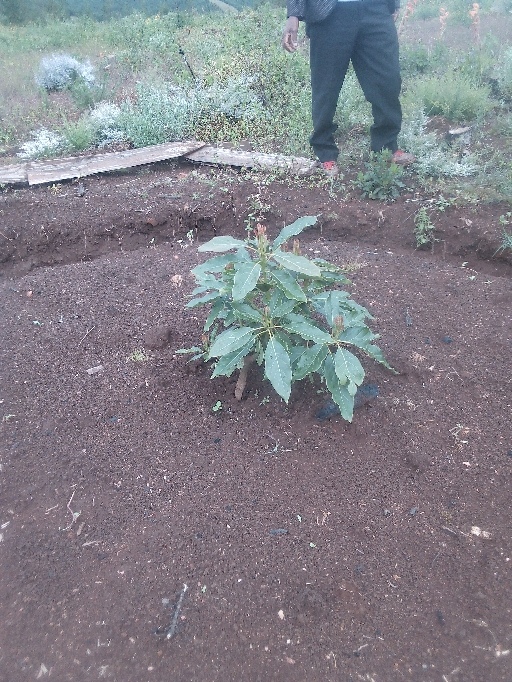 tree
