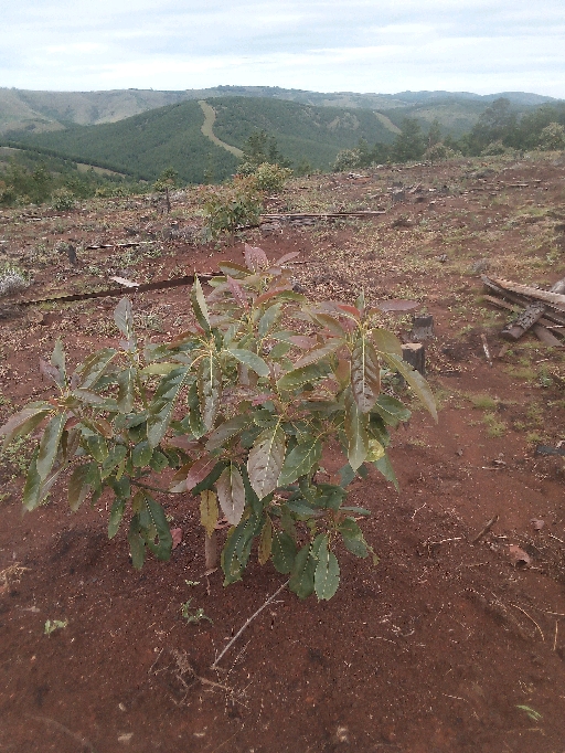 tree