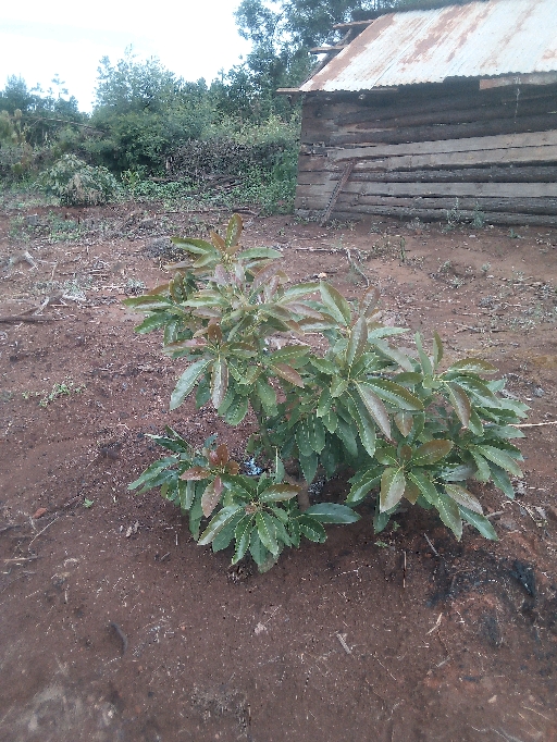 tree