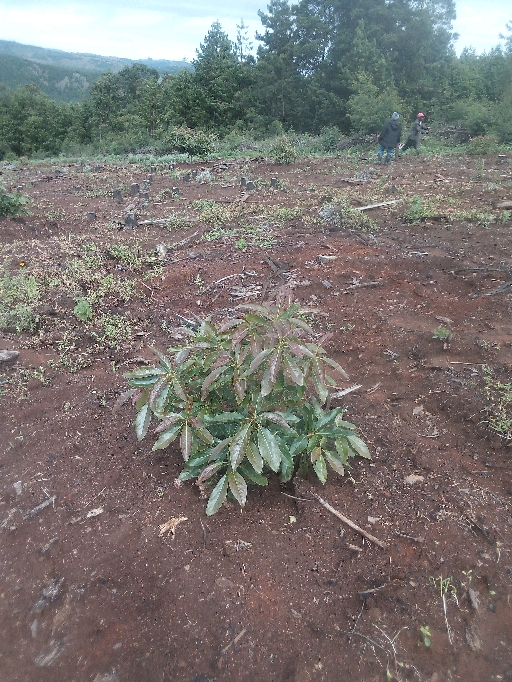 tree