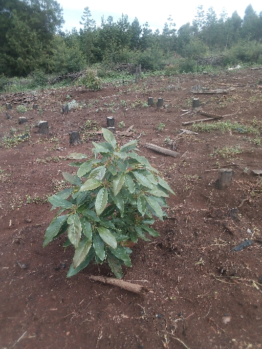 tree
