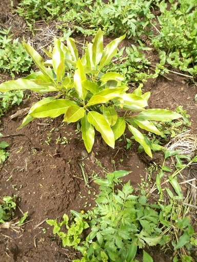 tree