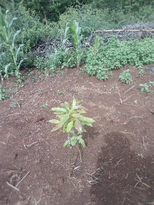 tree