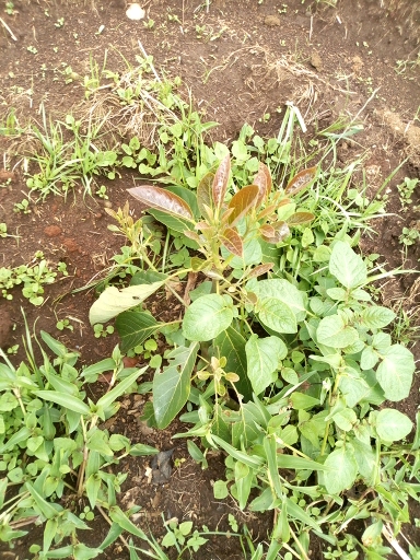 tree