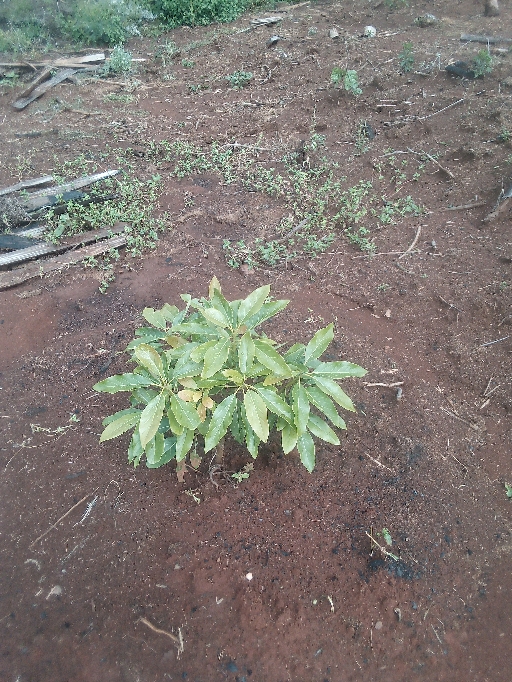 tree