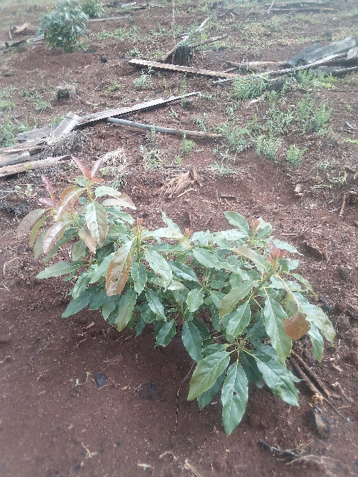 tree