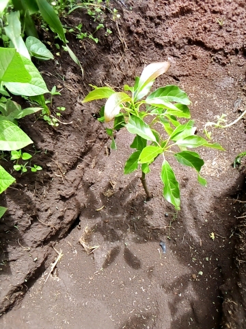 tree