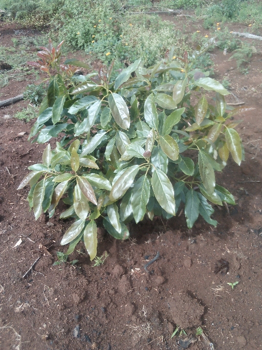 tree