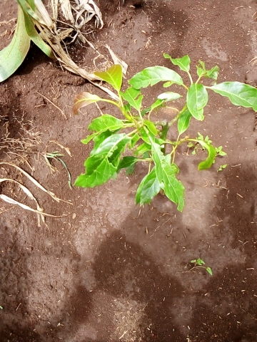 tree