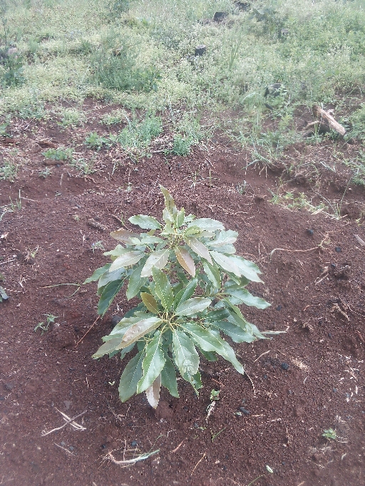 tree