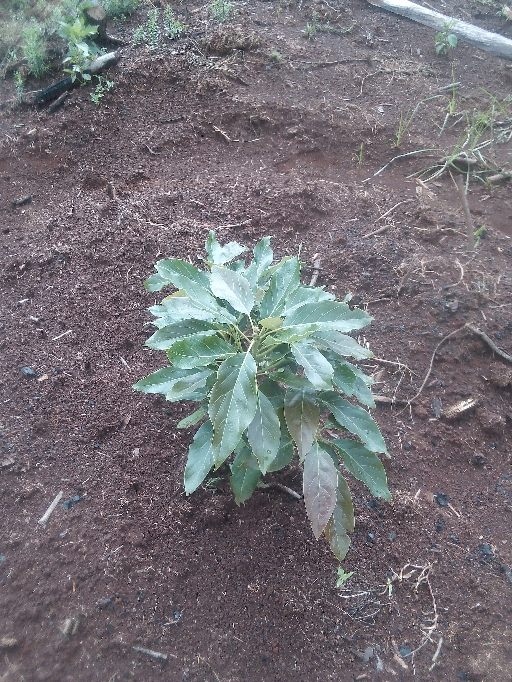 tree