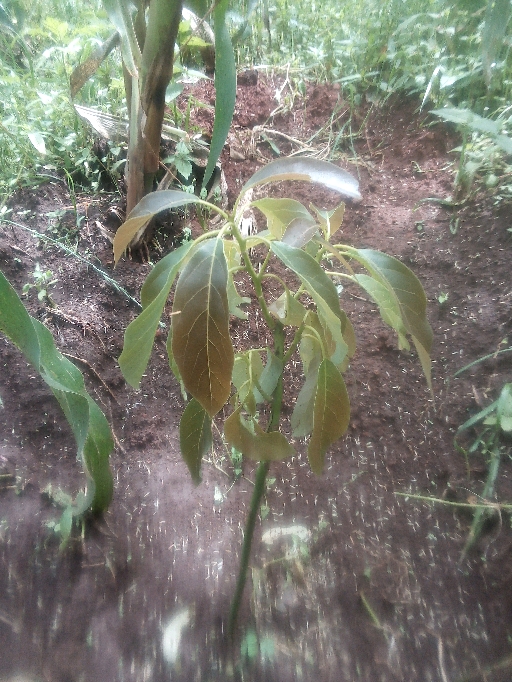 tree