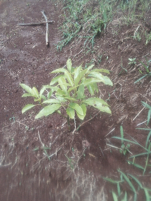 tree