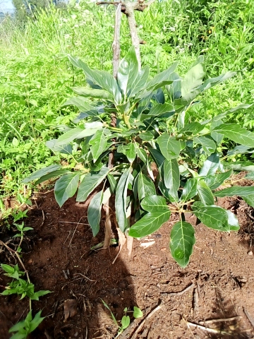 tree