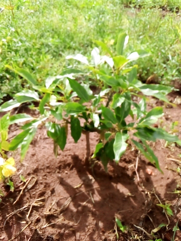tree