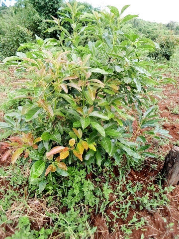 tree