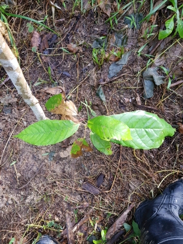 tree