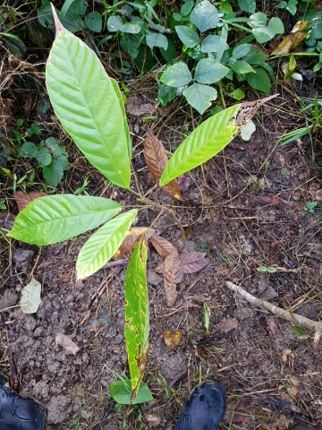 tree