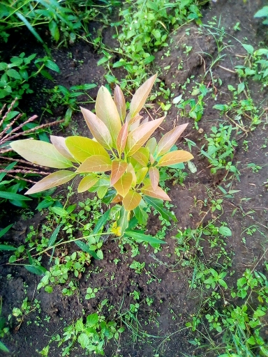 tree