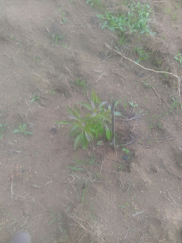tree