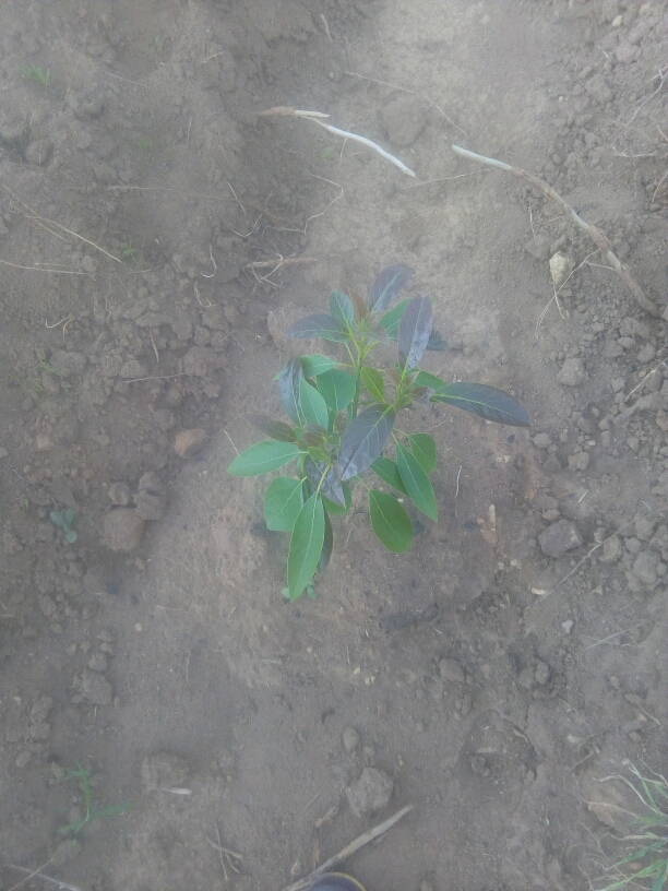tree