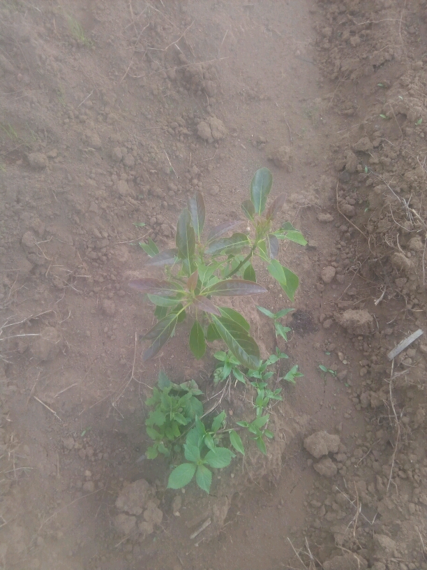 tree
