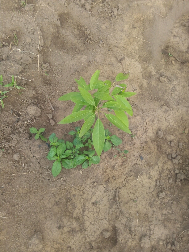 tree