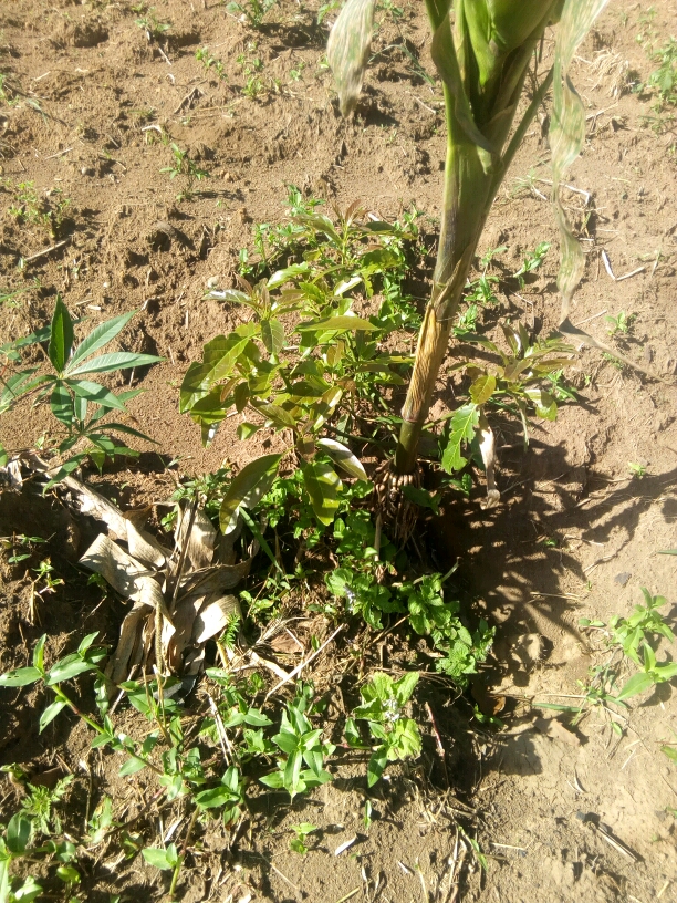 tree
