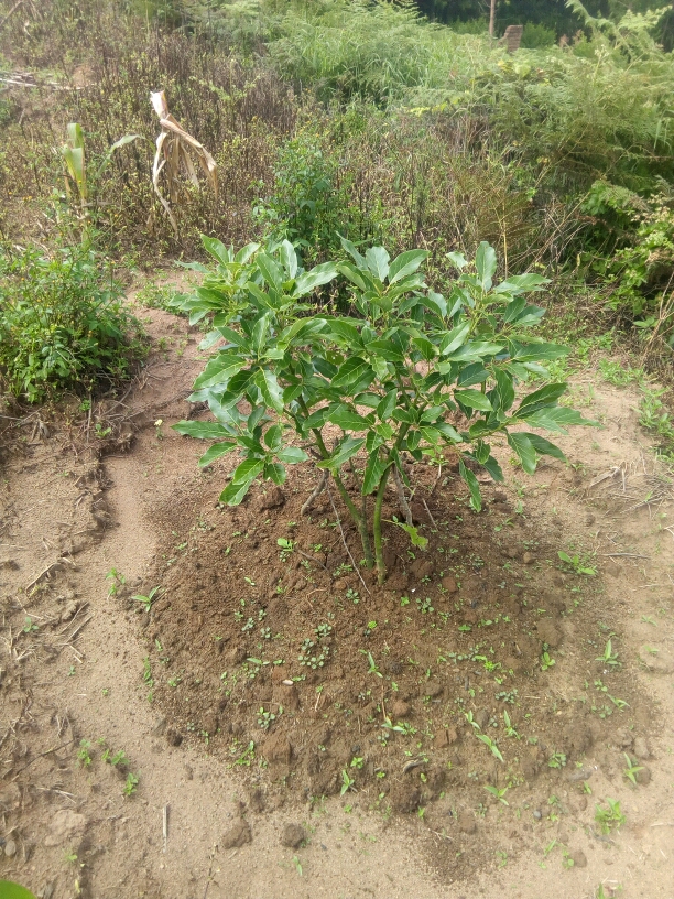 tree