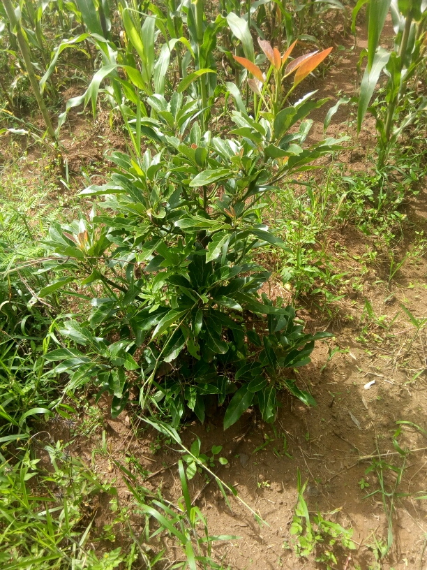 tree