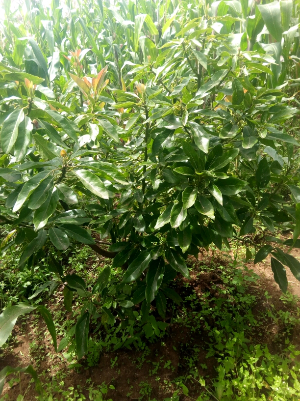tree