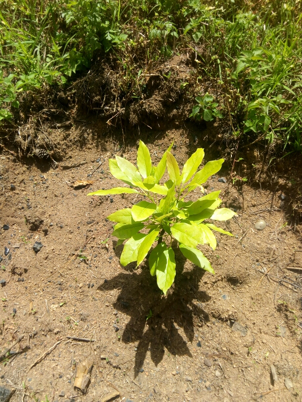 tree
