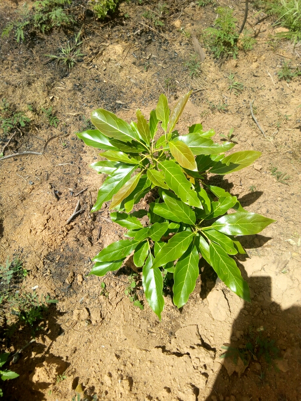 tree