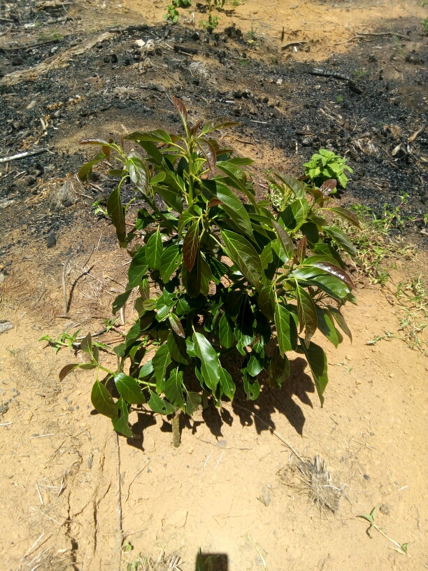 tree
