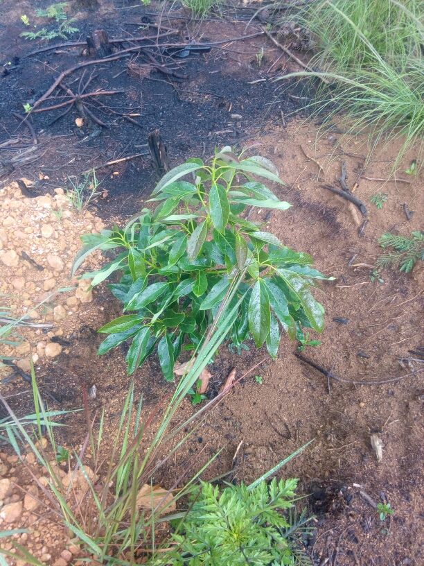 tree