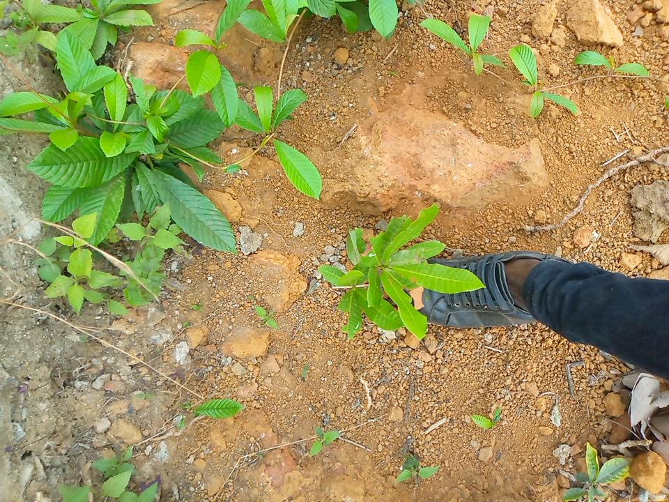 tree