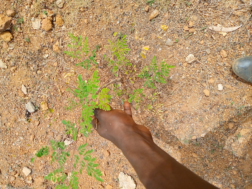 tree